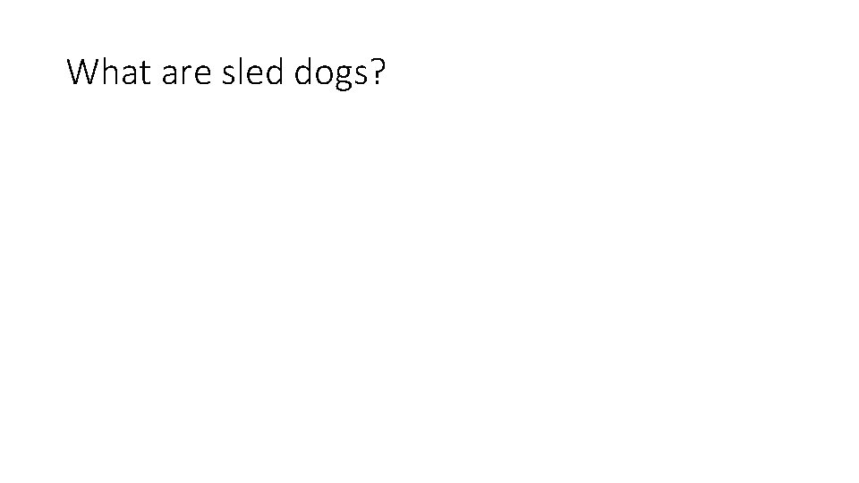 What are sled dogs? 