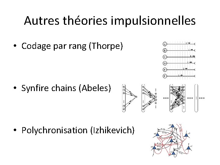 Autres théories impulsionnelles • Codage par rang (Thorpe) • Synfire chains (Abeles) • Polychronisation