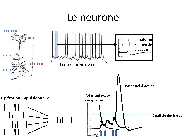 Le neurone Impulsion: « potentiel d’action » Train d’impulsions Potentiel d’action Opération impulsionnelle Potentiel