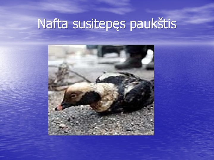 Nafta susitepęs paukštis 