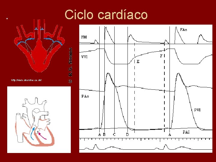 Ciclo cardíaco http: //web. ukonline. co. uk/ Rush Children's Hospital. Chicago 