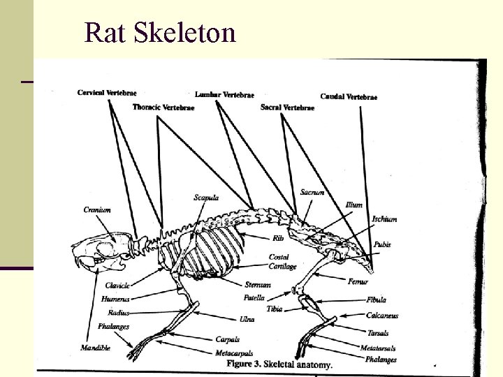 Rat Skeleton 