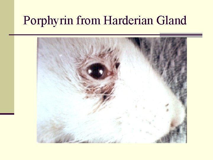 Porphyrin from Harderian Gland 