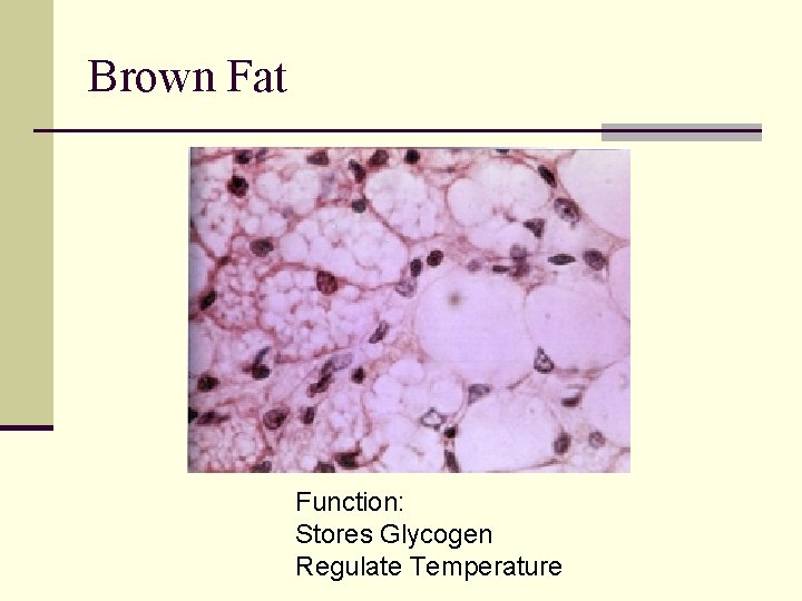 Brown Fat Function: Stores Glycogen Regulate Temperature 