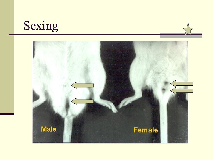 Sexing Male Female 
