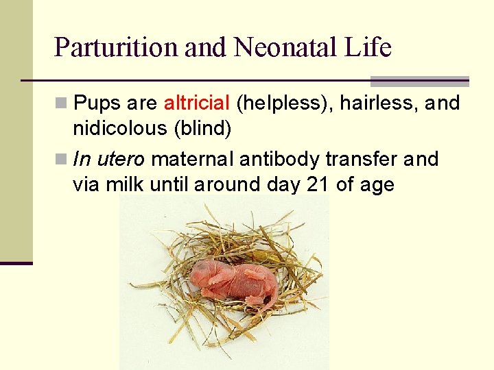 Parturition and Neonatal Life n Pups are altricial (helpless), hairless, and nidicolous (blind) n