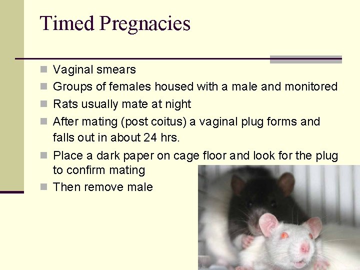 Timed Pregnacies n Vaginal smears n Groups of females housed with a male and