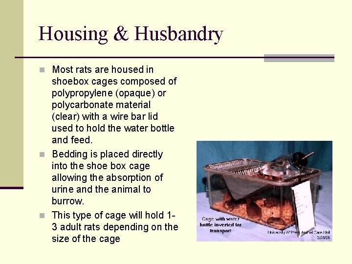 Housing & Husbandry n Most rats are housed in shoebox cages composed of polypropylene