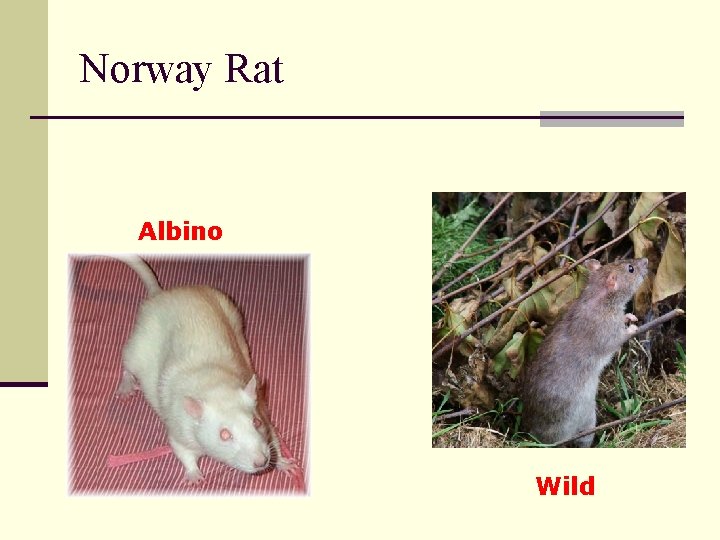 Norway Rat Albino Wild 