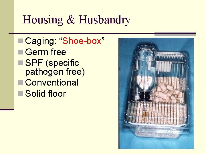 Housing & Husbandry n Caging: “Shoe-box” n Germ free n SPF (specific pathogen free)