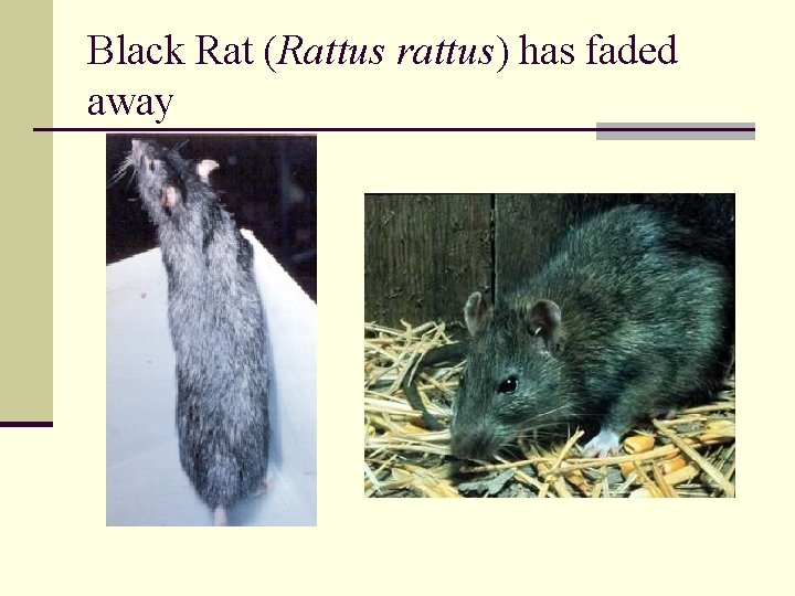 Black Rat (Rattus rattus) has faded away 