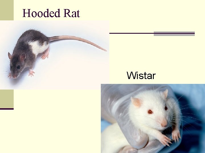 Hooded Rat n Wistar 