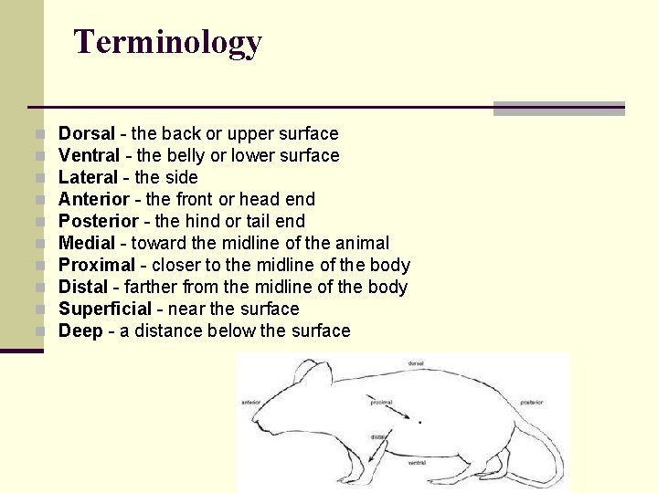 Terminology n n n n n Dorsal - the back or upper surface Ventral