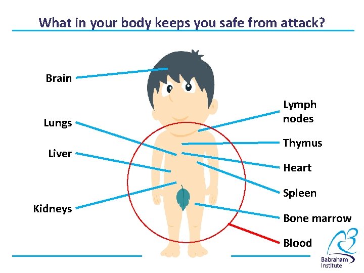What in your body keeps you safe from attack? Brain Lungs Liver Lymph nodes