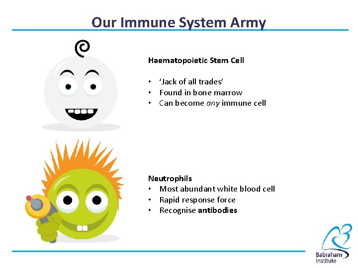 Our Immune System Army Haematopoietic Stem Cell • ‘Jack of all trades’ • Found