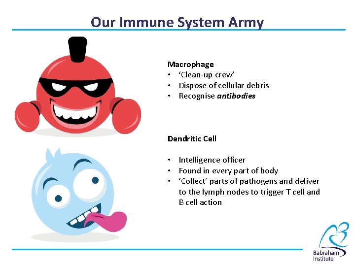 Our Immune System Army Macrophage • ‘Clean-up crew’ • Dispose of cellular debris •