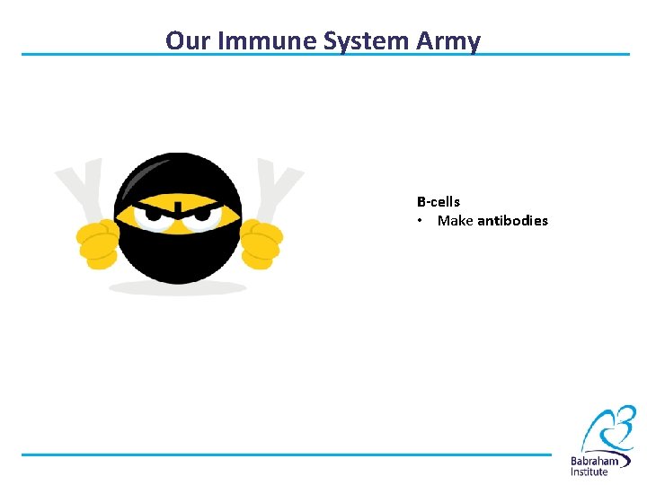 Our Immune System Army B-cells • Make antibodies 
