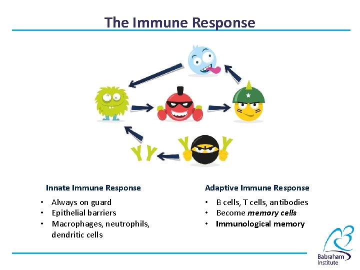 The Immune Response Innate Immune Response Adaptive Immune Response • Always on guard •
