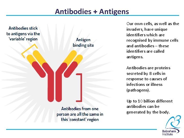 Antibodies + Antigens Our own cells, as well as the invaders, have unique identifiers