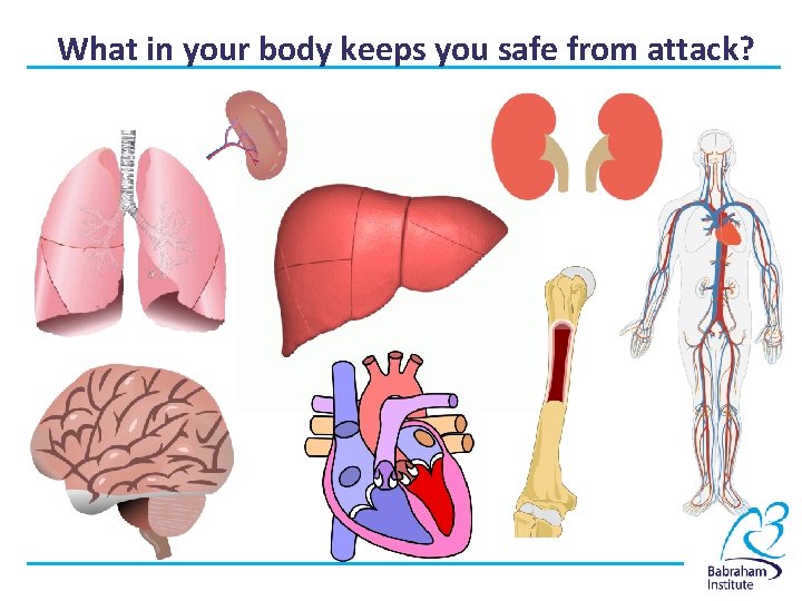 What in your body keeps you safe from attack? 