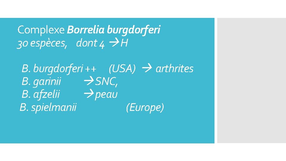 Complexe Borrelia burgdorferi 30 espèces, dont 4 H B. burgdorferi ++ (USA) arthrites B.