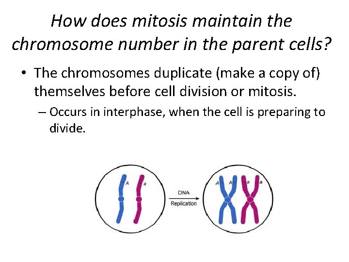 How does mitosis maintain the chromosome number in the parent cells? • The chromosomes