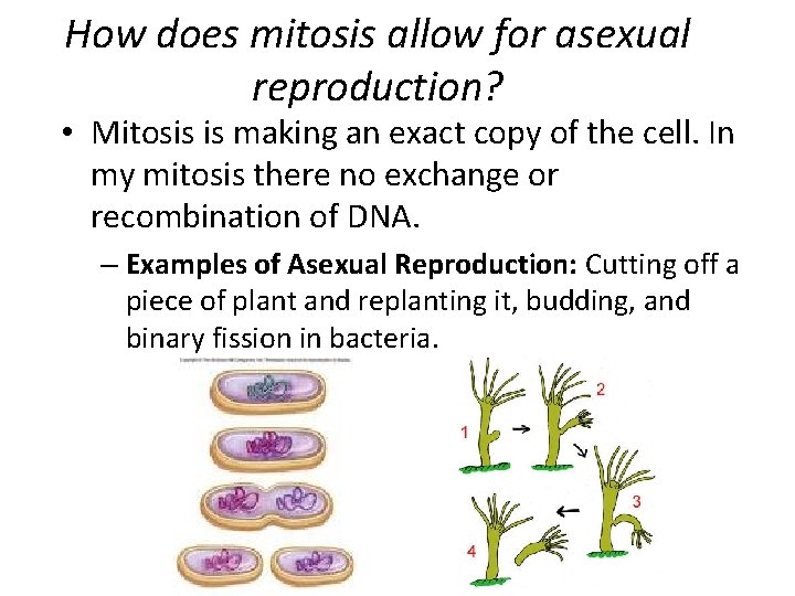 How does mitosis allow for asexual reproduction? • Mitosis is making an exact copy