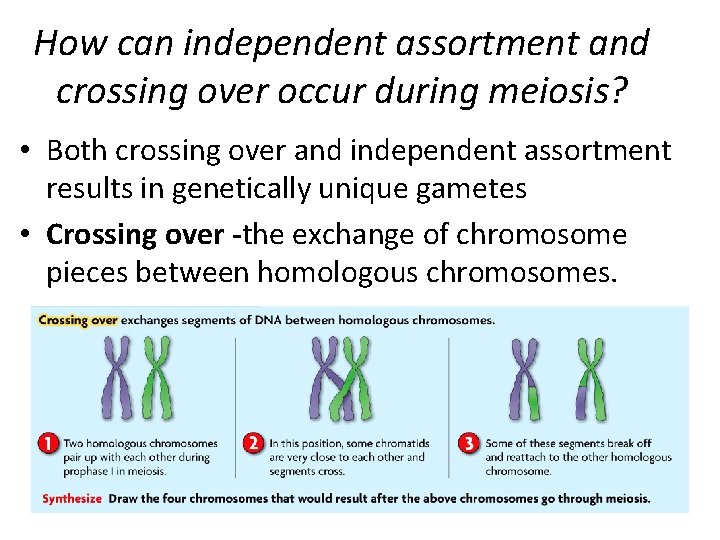 How can independent assortment and crossing over occur during meiosis? • Both crossing over