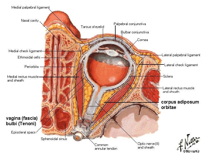 corpus adiposum orbitae vagina (fascia) bulbi (Tenoni) 
