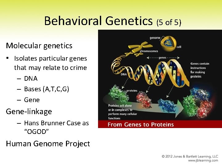 Behavioral Genetics (5 of 5) Molecular genetics ▪ Isolates particular genes that may relate Behavioral Genetics (5 of 5) Molecular genetics ▪ Isolates particular genes that may relate