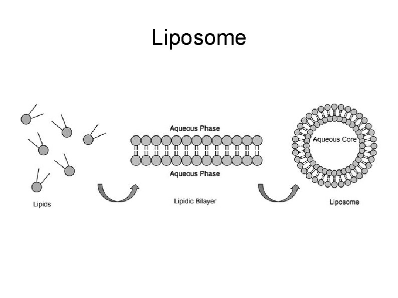 Liposome 
