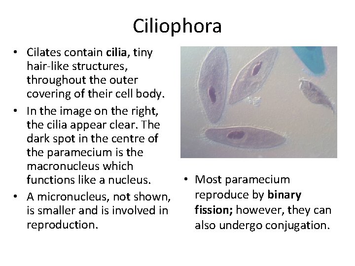 Ciliophora • Cilates contain cilia, tiny hair-like structures, throughout the outer covering of their