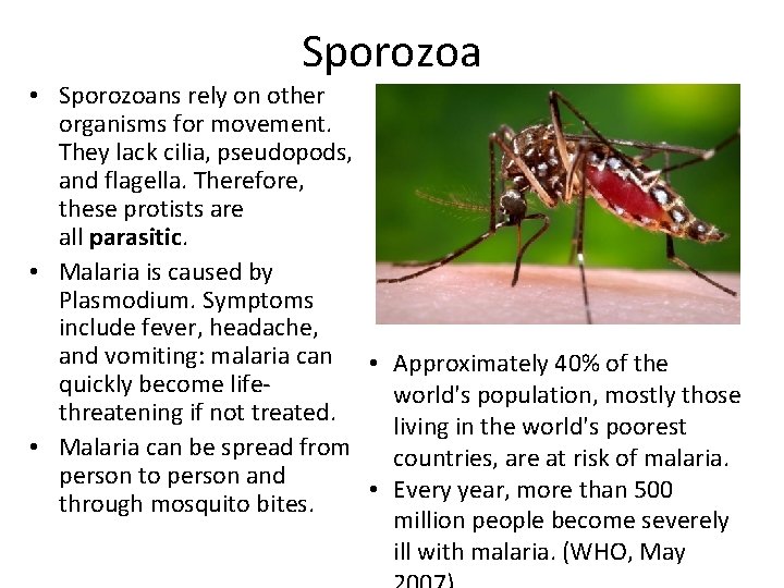 Sporozoa • Sporozoans rely on other organisms for movement. They lack cilia, pseudopods, and