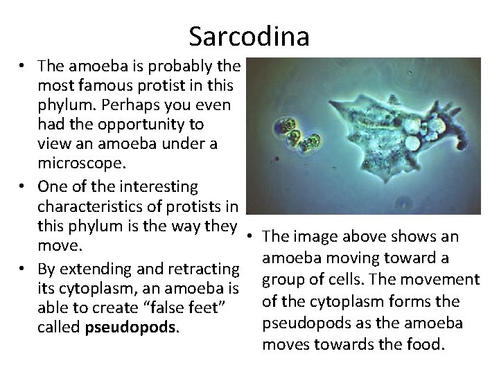 Sarcodina • The amoeba is probably the most famous protist in this phylum. Perhaps