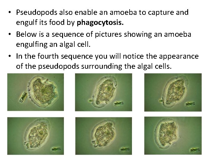  • Pseudopods also enable an amoeba to capture and engulf its food by