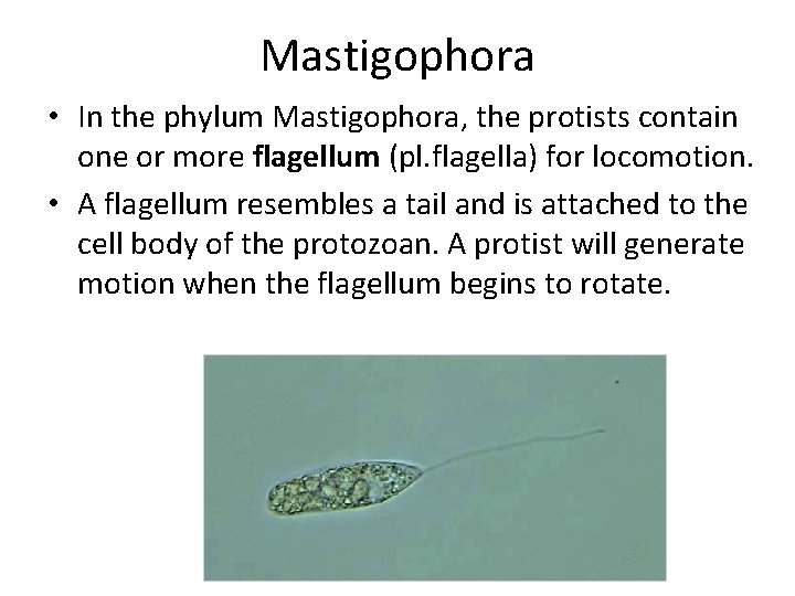 Mastigophora • In the phylum Mastigophora, the protists contain one or more flagellum (pl.