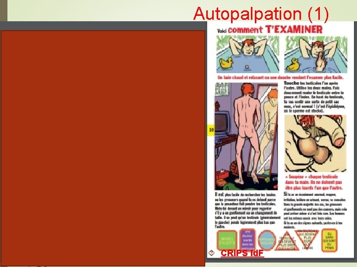 Autopalpation (1) 8 Discussion autours des rapports sexuels : • Pb d’érection • Éjaculation