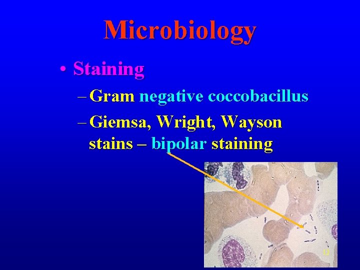 Microbiology • Staining – Gram negative coccobacillus – Giemsa, Wright, Wayson stains – bipolar