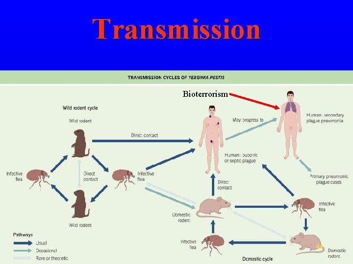 Transmission Bioterrorism 44 