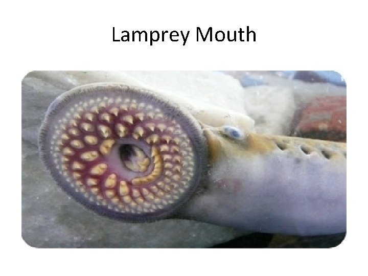 Lamprey Mouth 