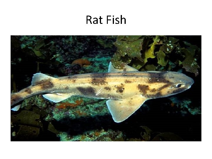 Rat Fish 