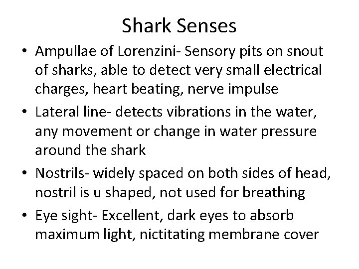 Shark Senses • Ampullae of Lorenzini- Sensory pits on snout of sharks, able to