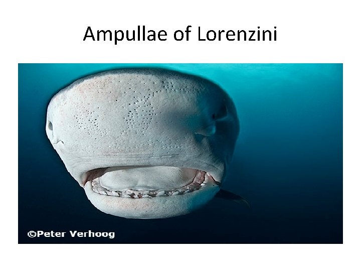 Ampullae of Lorenzini 