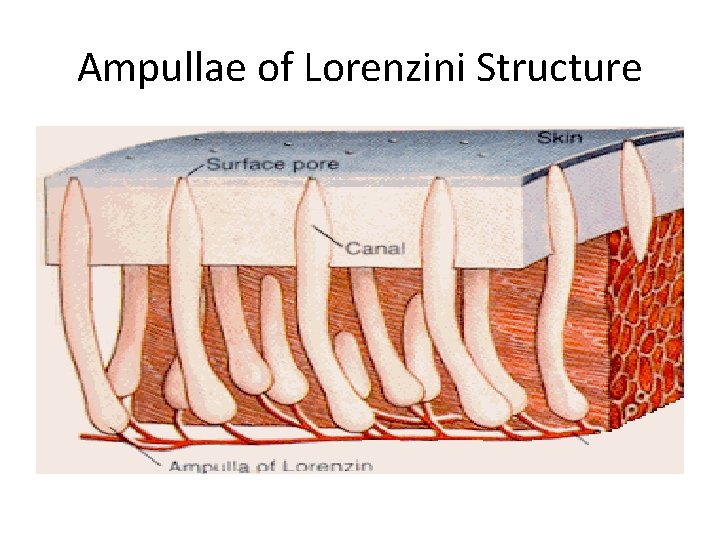 Ampullae of Lorenzini Structure 