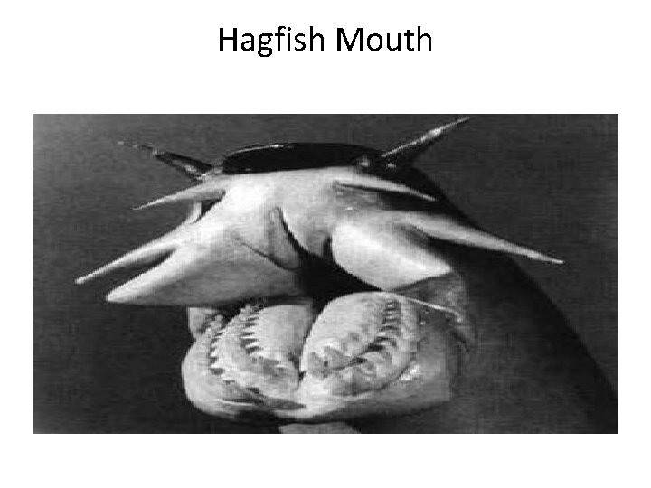 Hagfish Mouth 