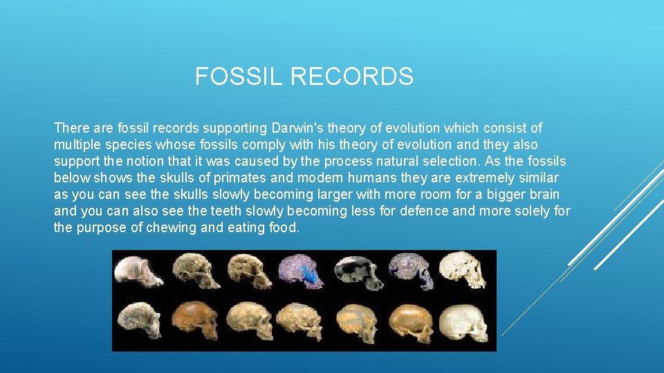 THE THEORY OF EVOLUTION By Christopher Francis Thomas
