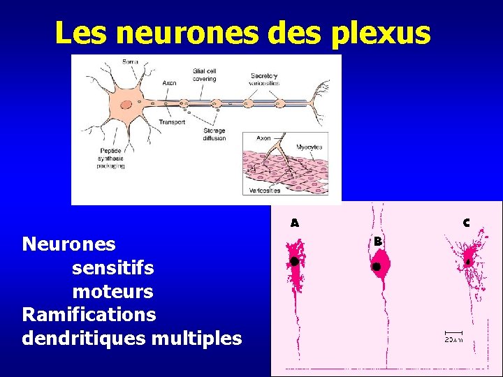 Les neurones des plexus Neurones sensitifs moteurs Ramifications dendritiques multiples 