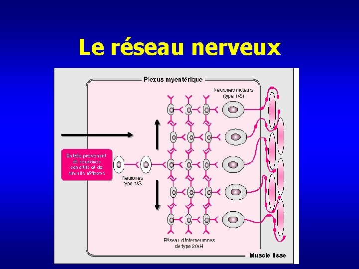 Le réseau nerveux 