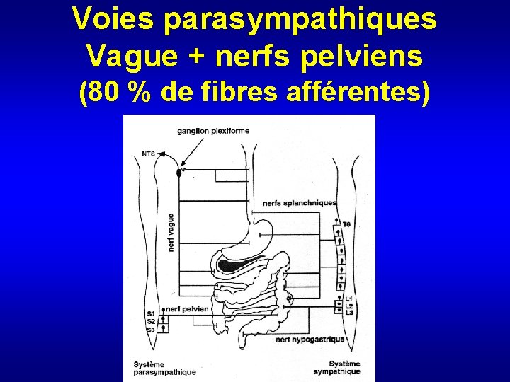 Voies parasympathiques Vague + nerfs pelviens (80 % de fibres afférentes) 