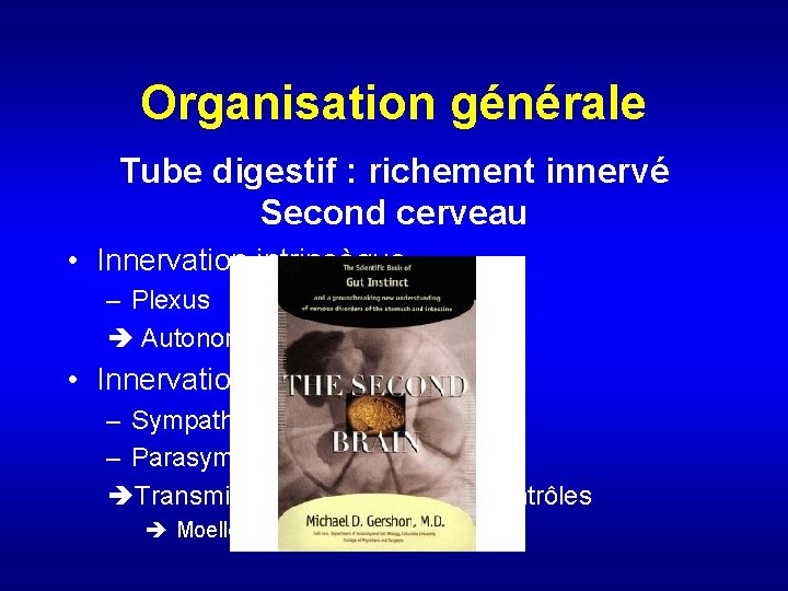 Organisation générale Tube digestif : richement innervé Second cerveau • Innervation intrinsèque – Plexus